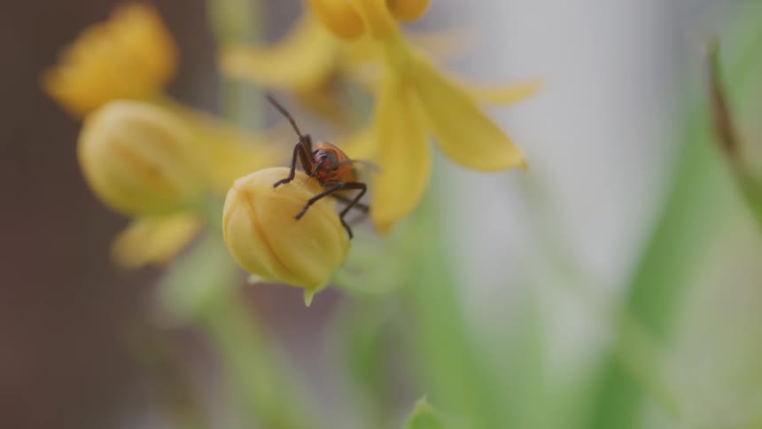 The bug sits on the flower petal