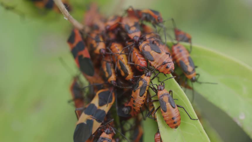 A cluster of orange and black insects gathers on green leaves