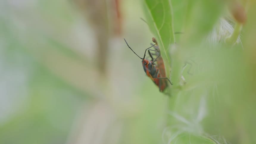A bug crawling on a plant in the forest at midday