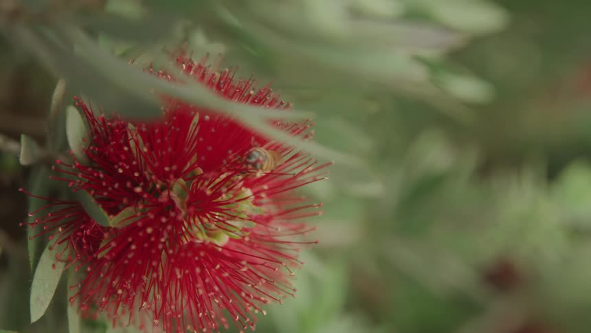 Exotic red flower with long stamens among green leaves