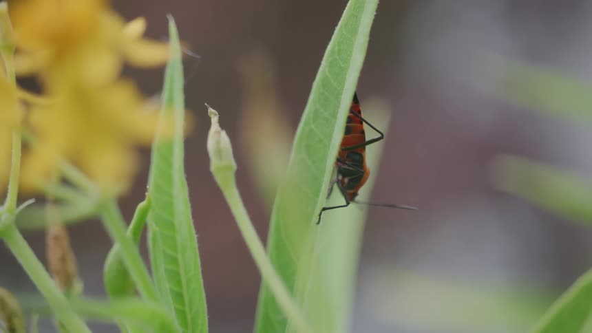 Red and black insect is partially visible behind a green leaf