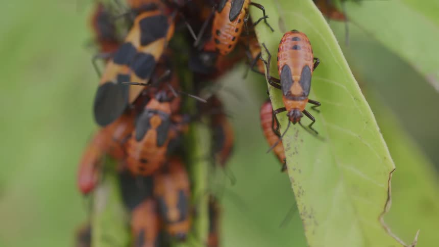 A bunch of insects are feeding on the plant
