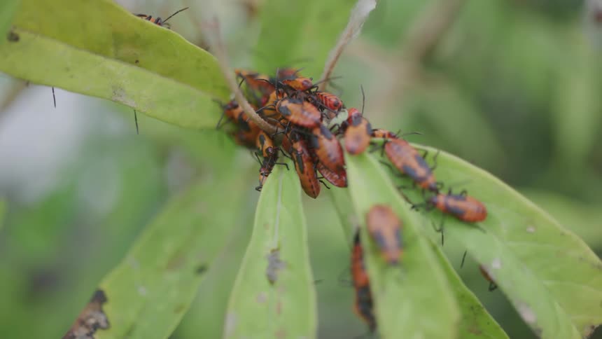 A group of milkweed bugs rests on a milkweed plant in the woods at midday