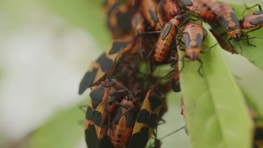 A very large cluster of small orange and black box elder bugs crawls and wriggles over one another on the long green leaves of a plant