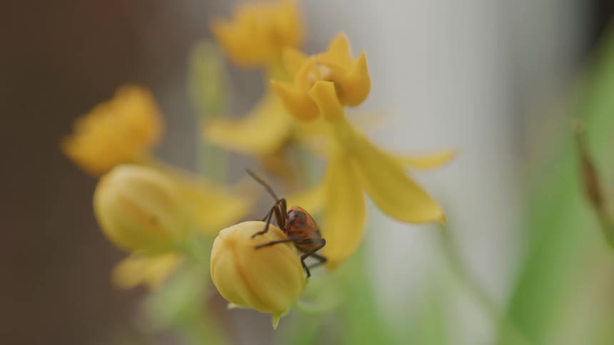 Red and black insect is on top of a yellow flower bud