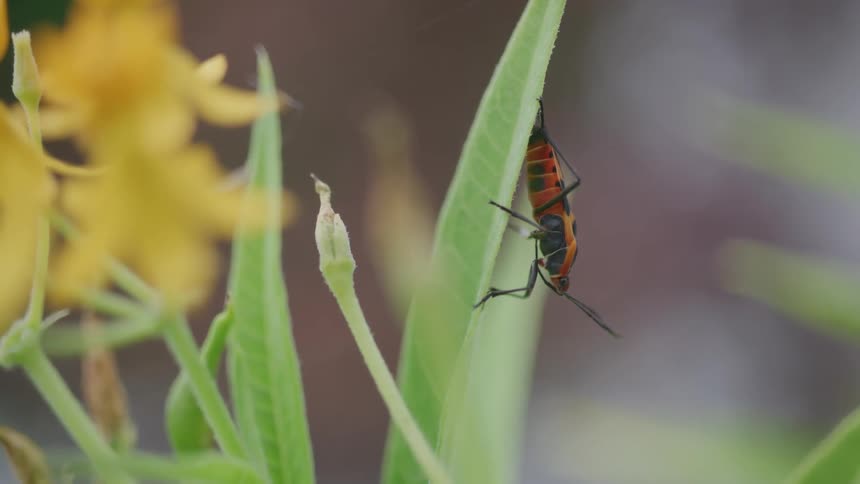 Orange insect with black stripes clinging to a green leaf
