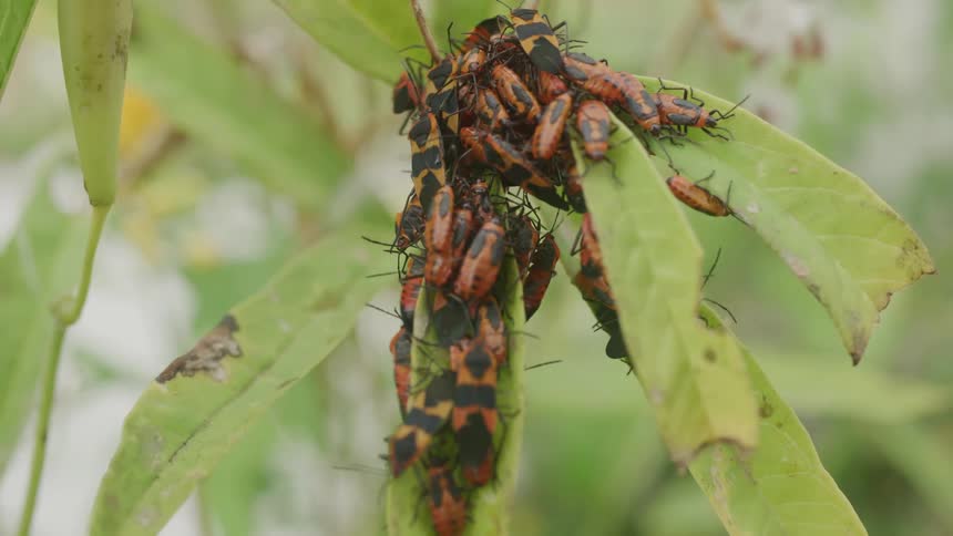 A very large cluster of small orange and black box elder bugs crawls and wriggles over one another on the long green leaves of a plant