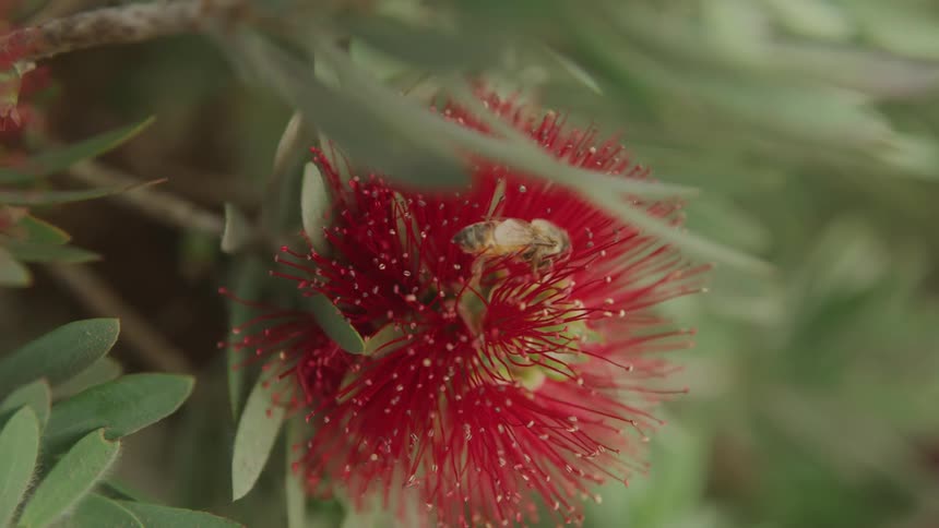 Bee resting on a red flower with long stamens