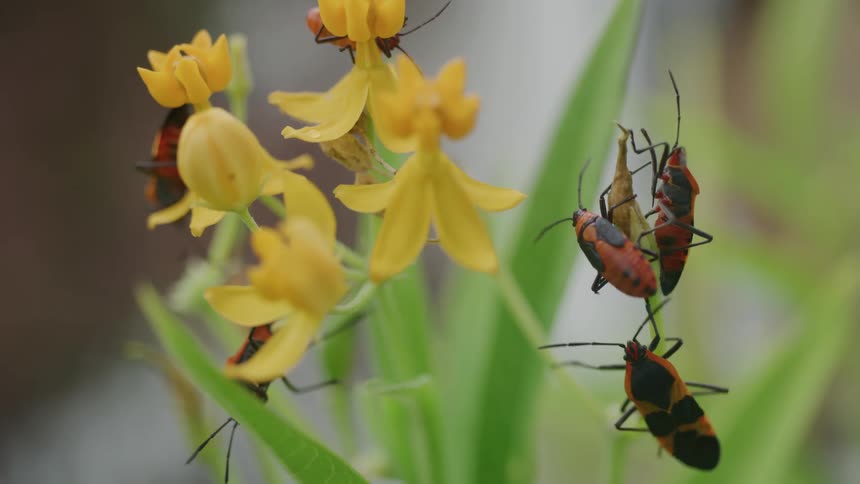 Close up of multiple multicolored beetles perched on a flowering plant outdoors during daytime