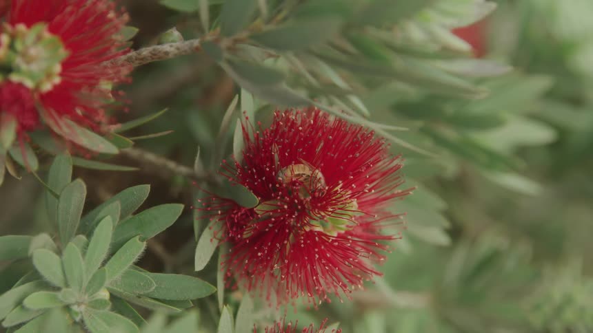 The bee flies on the flower hanging from the tree