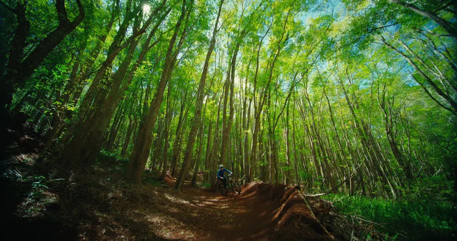 A person on a mountain bike rides down a dirt track and over a small ramp the shot filmed from a low angle looks up at the towering trees and the bright sunny sky above