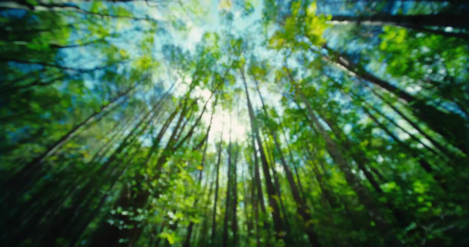 A dynamic shot looks straight up through a dense forest of tall green trees the camera slowly moves blurring the image and highlighting the dappled sunlight filtering through the leaves against a bright sky