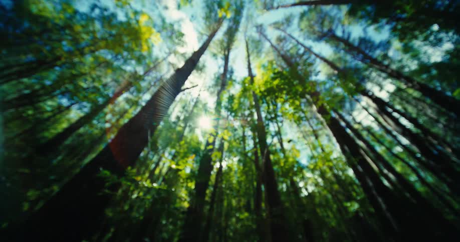 A view from the forest floor looks up at the soaring green trees a bright sun shines through the leaves creating a lens flare and illuminating the lush foliage