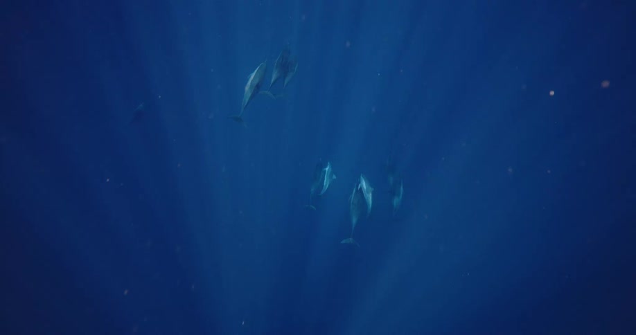 A group of dolphins swims together underwater