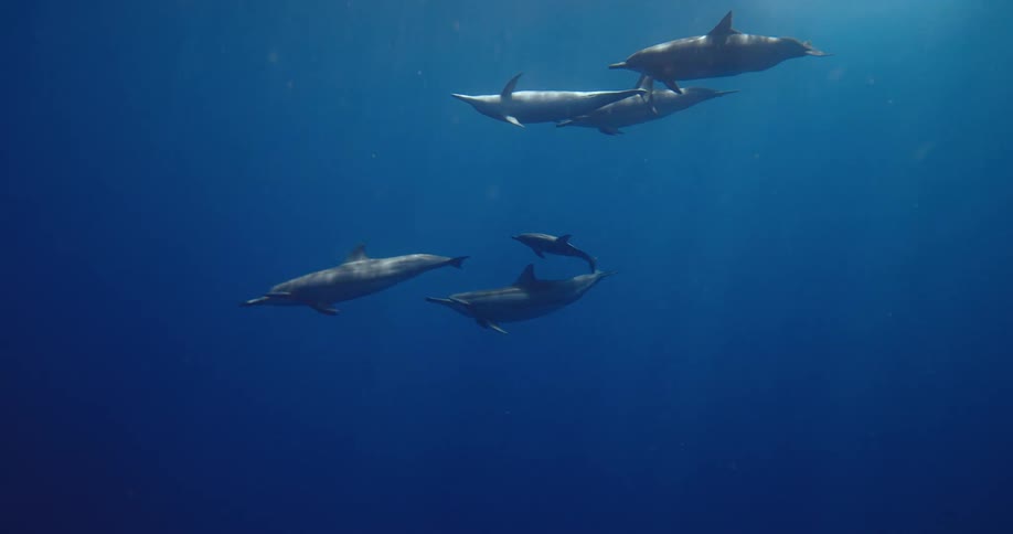 A group of dolphins swims together deep in the ocean