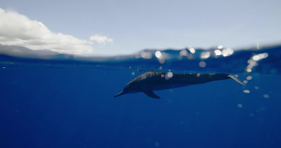 A dolphin swims gracefully underwater near the ocean surface
