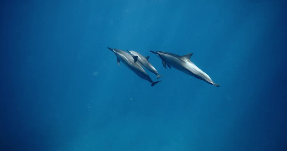 Three dolphins swimming underwater in bright blue waters