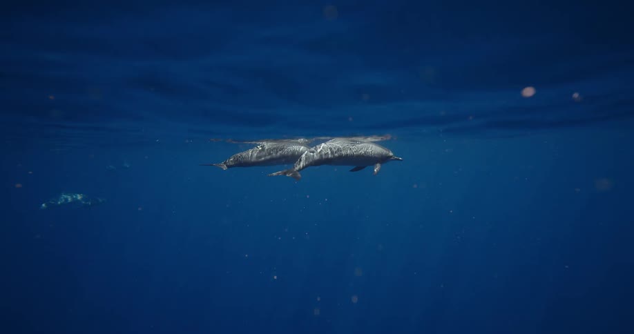 Dolphins swims just below the ocean surface in clear blue water