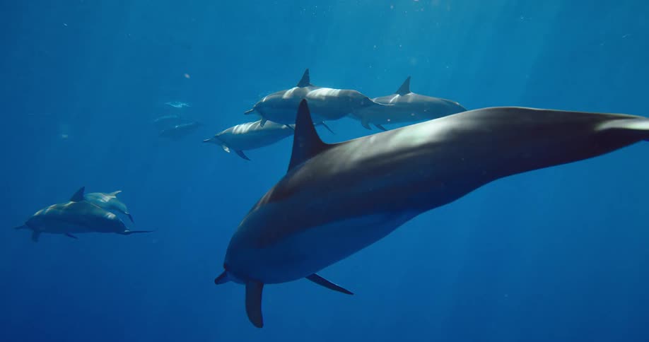 A pod of dolphins swims together underwater in the deep blue ocean