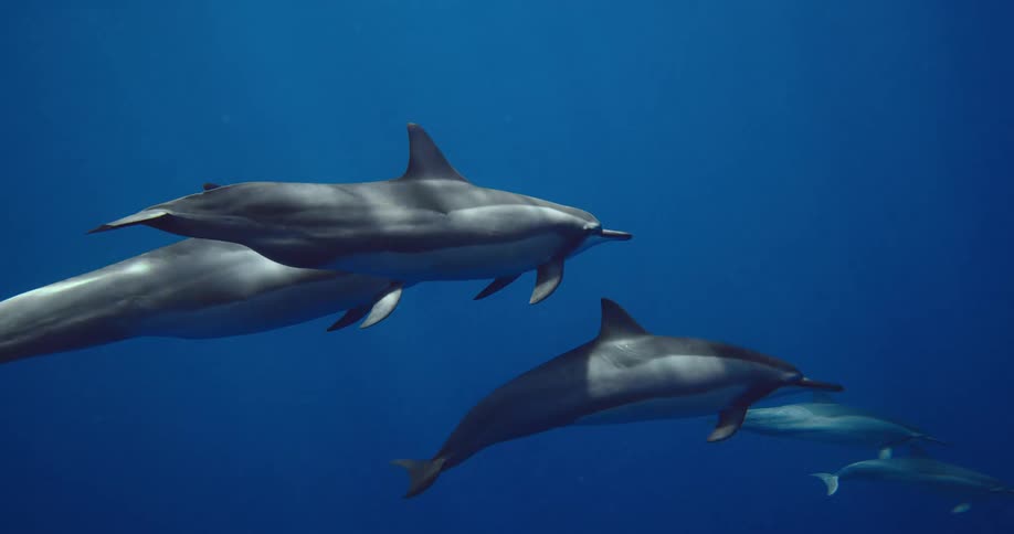 A pod of dolphins gracefully swims together through deep blue ocean water