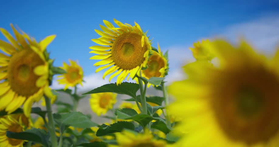 Wind blows the rows of sunflowers