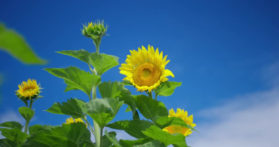 A bright yellow sunflower is in full bloom with more buds and flowers visible in the background against a clear blue sky the flowers have large green leaves and the center of the main sunflower is a dark honeycomblike pattern