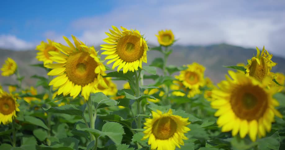 Close up of sunflower plants on a field outdoors during daytime