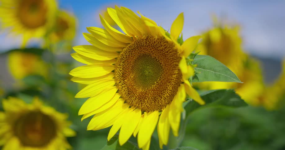 A field of sunflowers is shown in a closeup shot the camera focuses on a large vibrant yellow sunflower in the foreground with other flowers blurred in the background