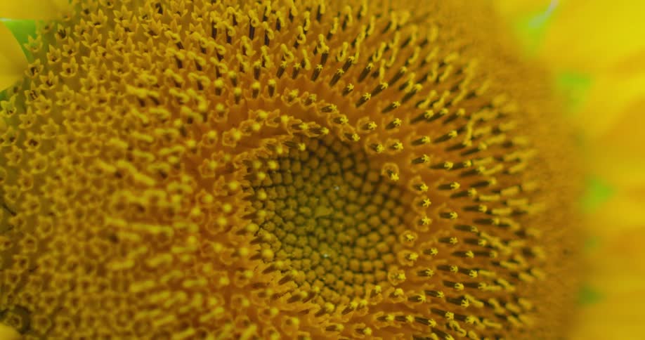 Closeup of the center of a sunflower showing the details of seeds and yellow petals