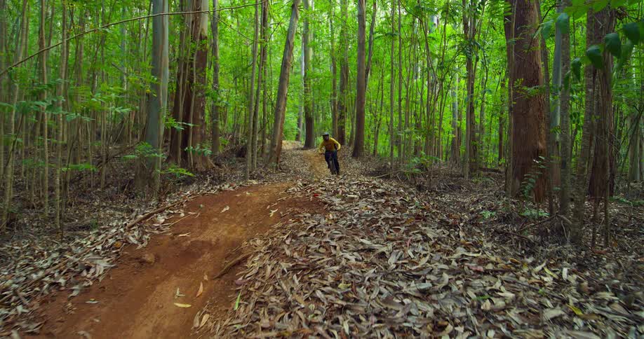 A mountain biker rides down a dirt path through a dense forest with tall trees and a carpet of fallen leaves