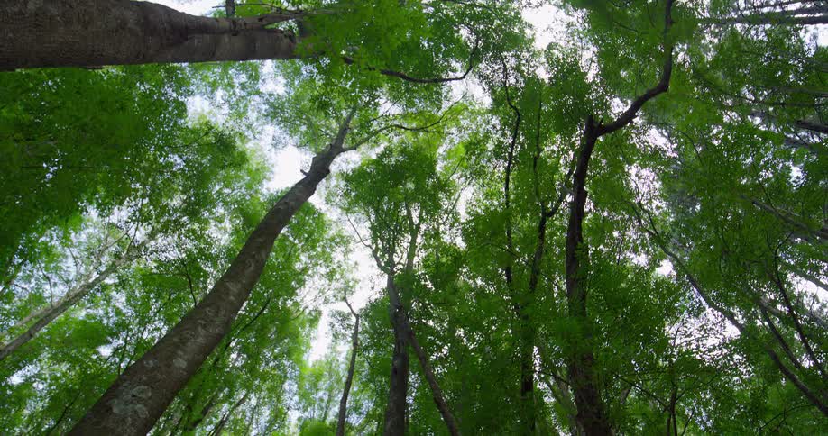 Green canopies of tall trees seen from below against the clear sky