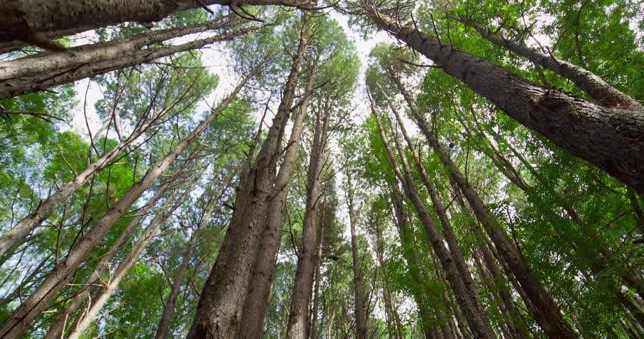 The forest is full of very tall trees