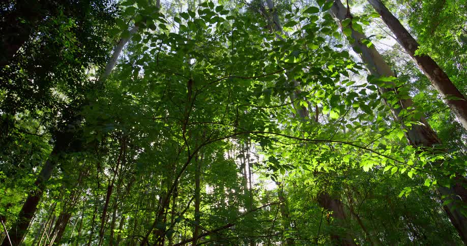 The sun shines through the branches in the forest