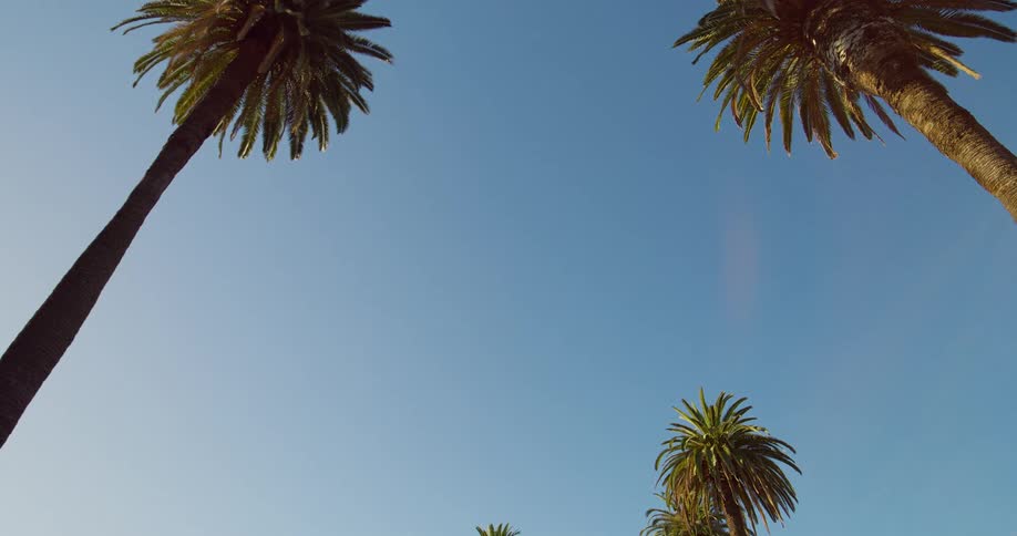 Moving forward looking up at palm trees