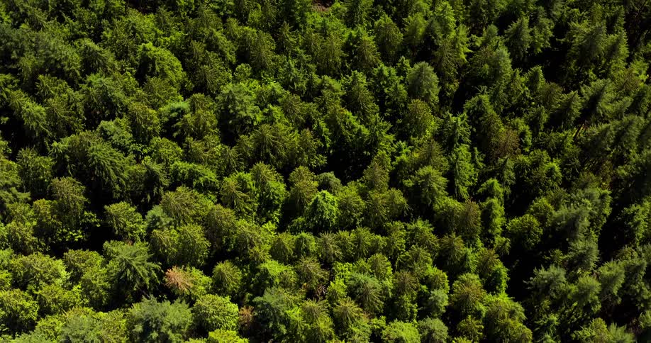 Aerial of a green forest area during daytime