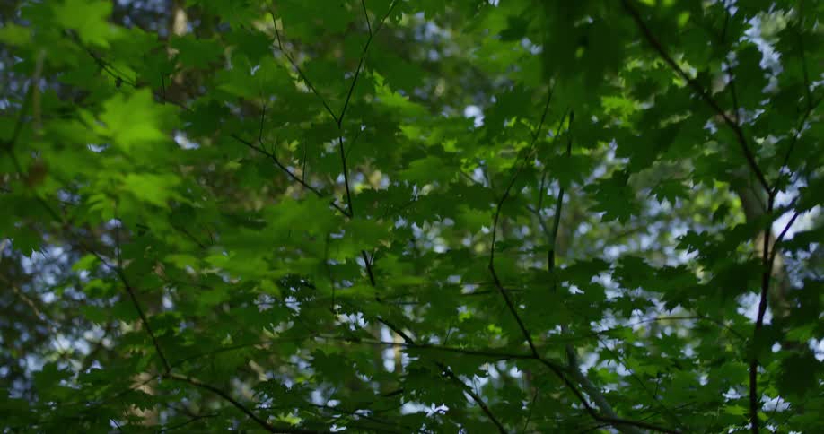 The long branches hang in the forest
