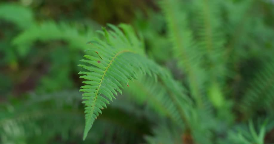 The the green plant has long branches