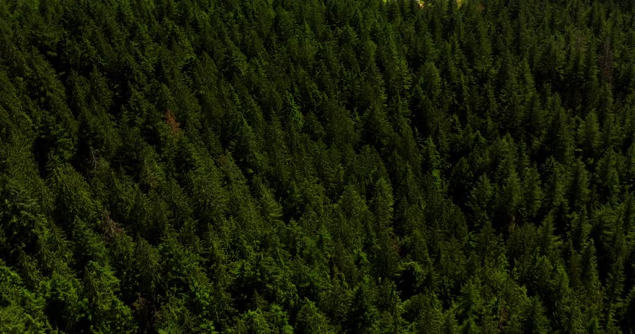 A sweeping aerial view of a dense evergreen forest