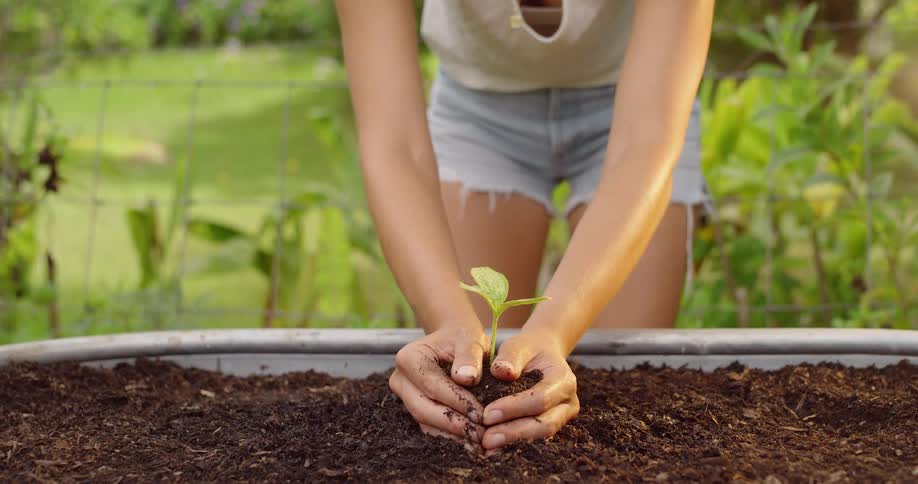 Hands gently plant a tiny seedling into rich garden soil