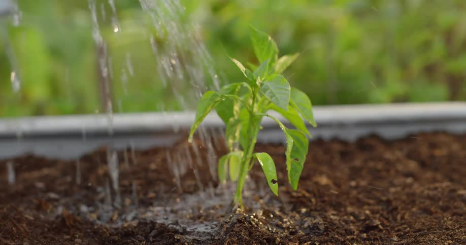 The small plant is being watered