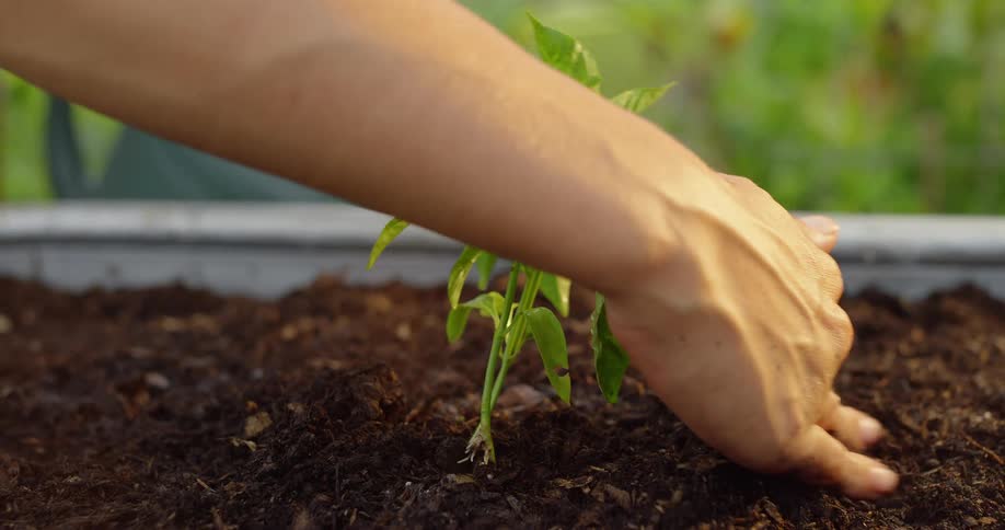 The gardener pushes soil around the small plant