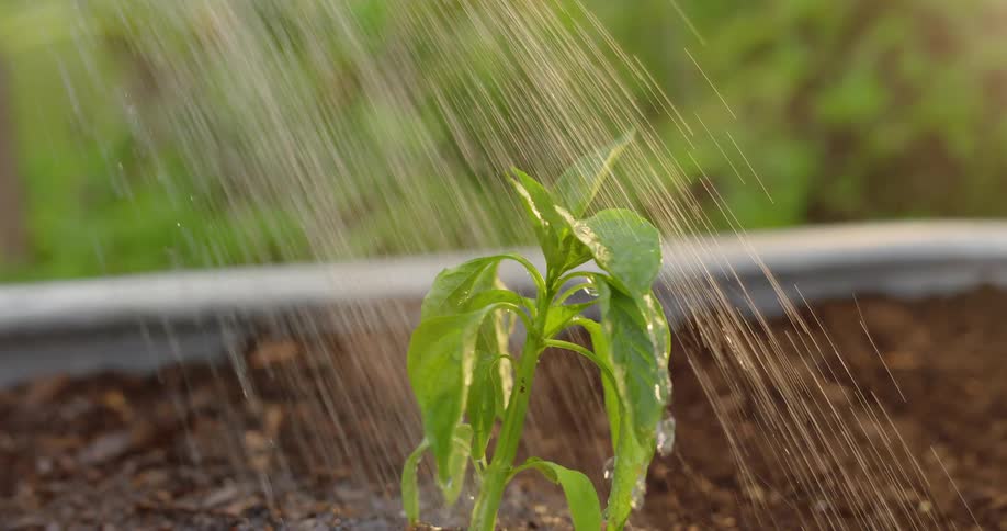 The plant is being watered in the garden