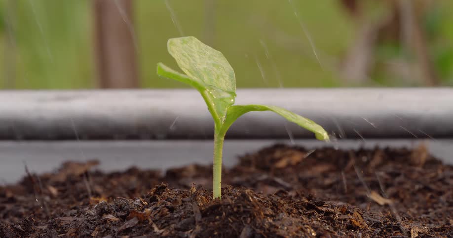 Water is being poured on the plant