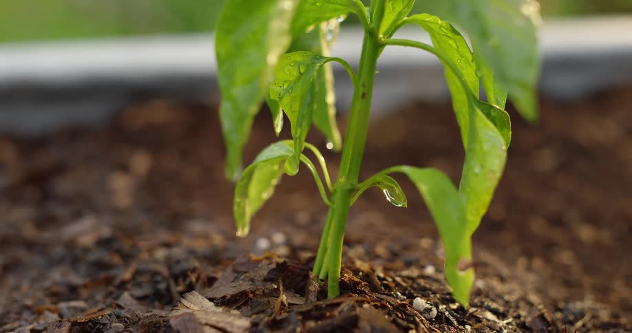 Green sprout with water droplets grows in moist soil