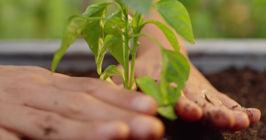Close up gardener patting soil around newly planted plant in planter