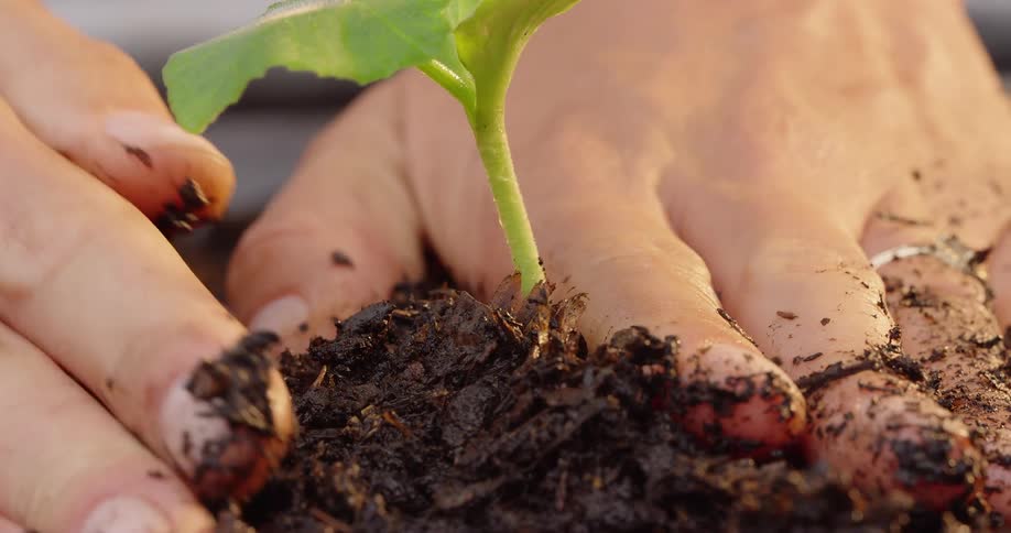 The gardener is planting in the wet dirt