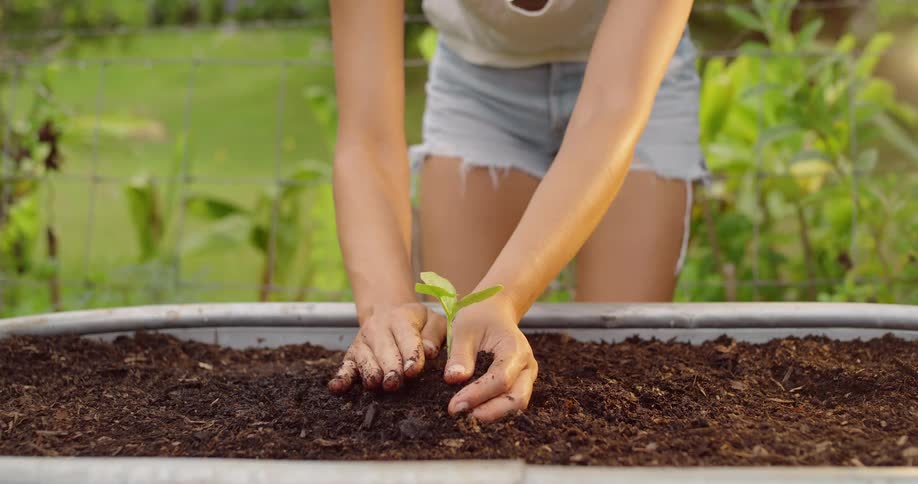 Female gardener planting seedling in a large raised planter