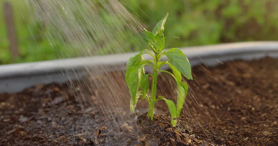 Water is being poured on a new plant in a planter box