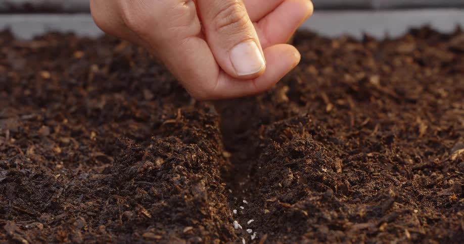 A hand drops a stream of small white seeds into a trench of dark brown soil