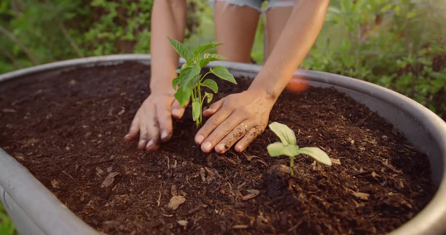 Close up of gardener planting a small plant in raised planter outdoors